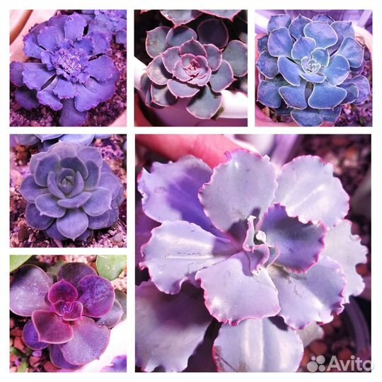 Суккуленты