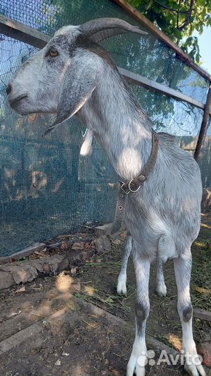 Дойные нубийские козы