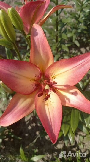 Лилии свежая срезка