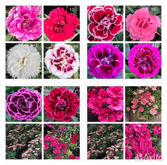 Гвоздика низкорослая,черенки