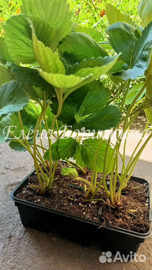 Рассада клубники alba