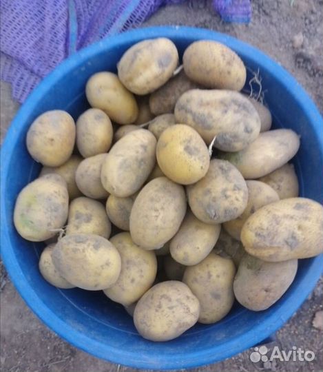Картофель семенная средняя мелкая