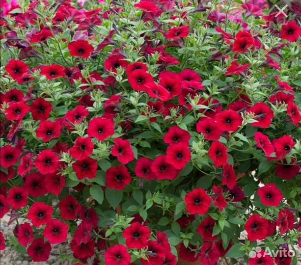 Петуния Тайдал