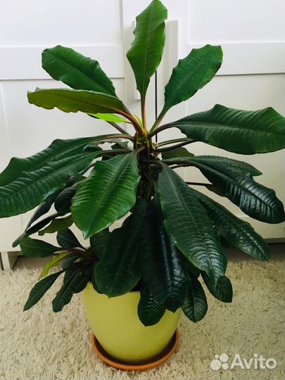 Молочай, домашние цветы