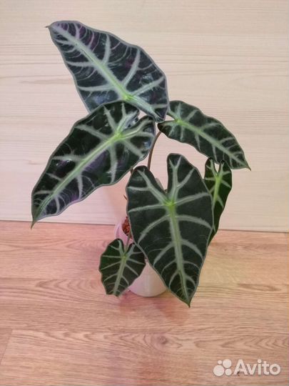 Модное растение в интерьере