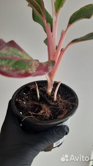 Аглаонема Крит