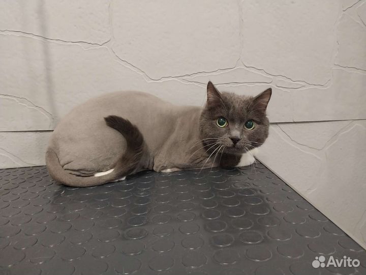 Груминг собак и кошек