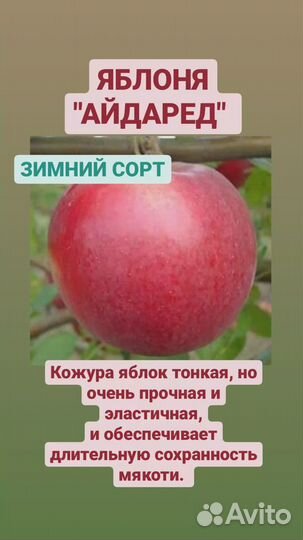 Саженцы плодовых деревьев - яблони