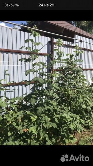 Малина сорт Награда