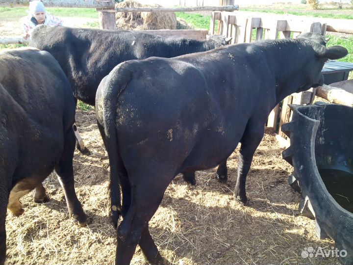 Бычки мясного направления