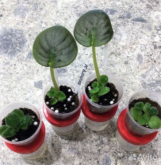 Сортовая фиалка рс-Владыка