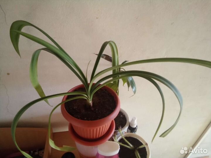 Кливия прекрасная