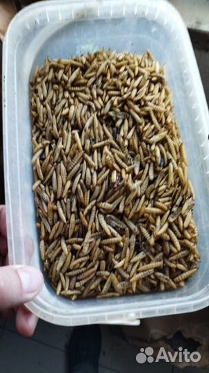 Личинка черной львинки (сухая)