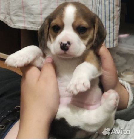 Собаки щенки бигль