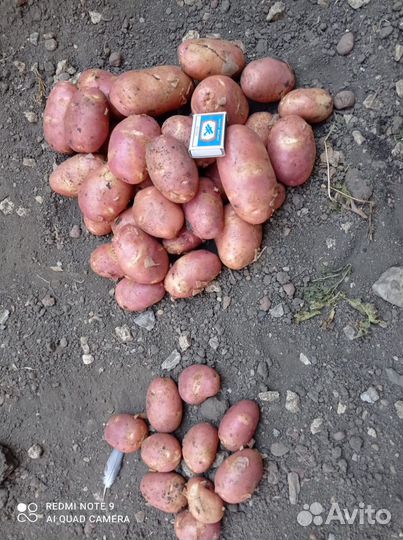 Картофель оптом