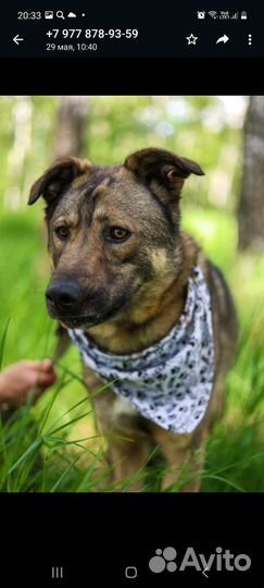 Собака в добрые руки