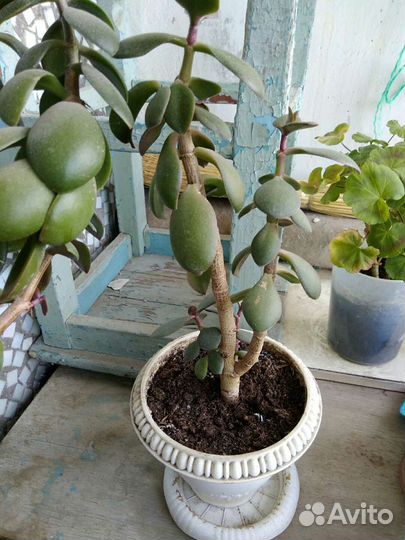 Комнатные цветы и растения