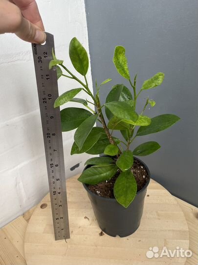 Фикус Моклейм