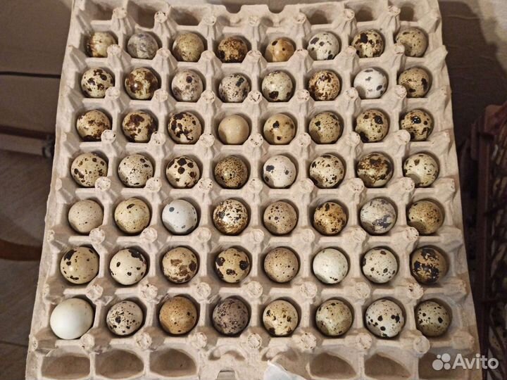 Яйца перепелиные Яйца копчёные Мясо перепелки