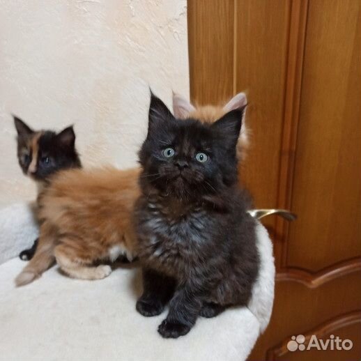 Мейн-кун котята