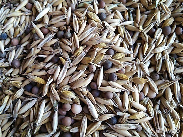 Сидерат Овёс+Вика+Ячмень+Пшеница