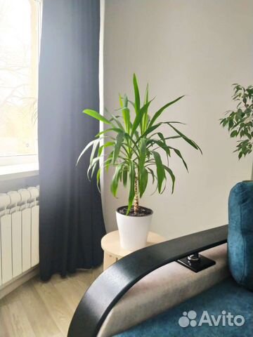 Юкка пальма растение