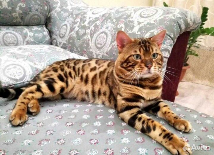 Бенгальский кот