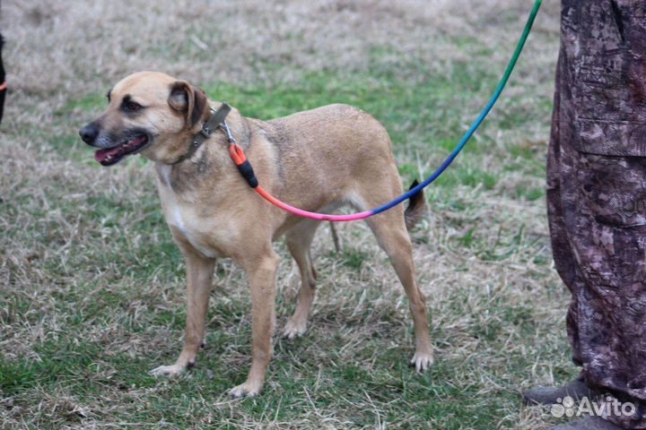 В добрые руки