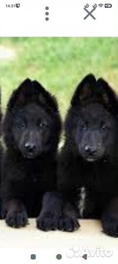 Щенки немецкой овчарки