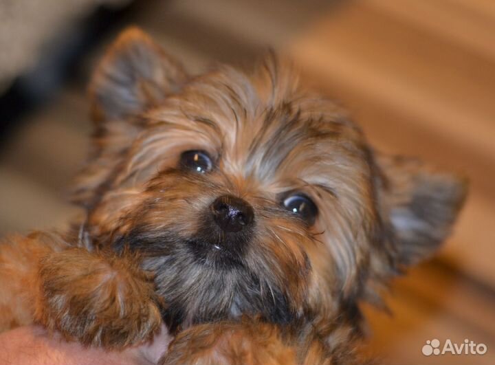 Услуги Кинолога