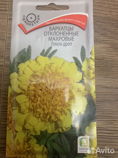 Бархатцы(рассада)