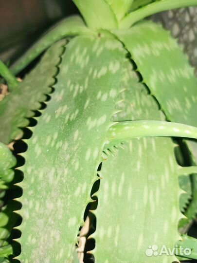 Цветок алоэ вера