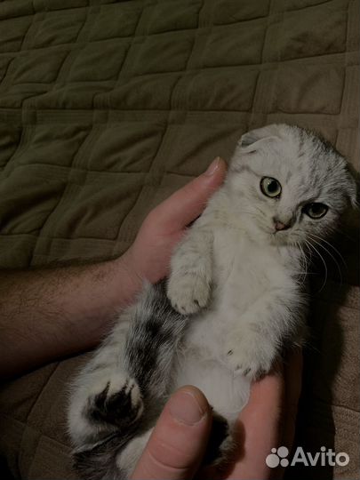 Вислоухая кошка