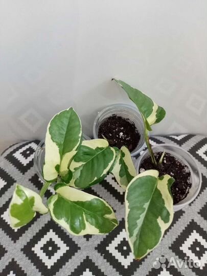 Эпипремнумы сортовые