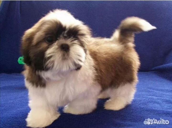 Ши-тцу девочка