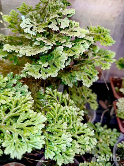 Селагинелла - ковровый папоротник