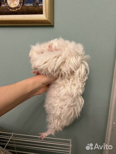 Морская свинка с клеткой