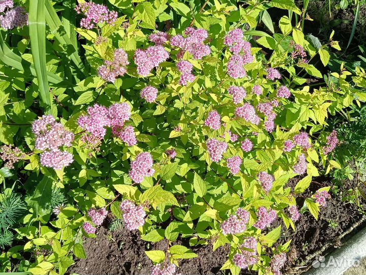 Спирея,Пион розовый,Марьин корень