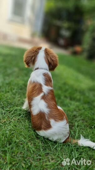 Кинг чарльз спаниель