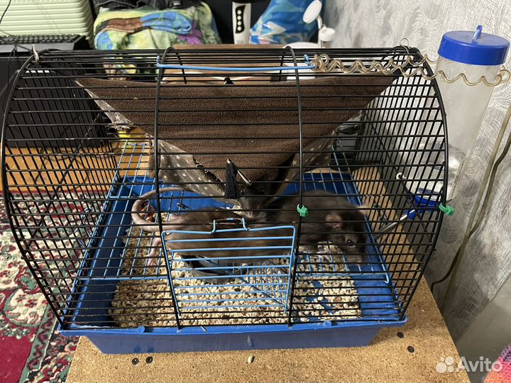 Продам милых крысок