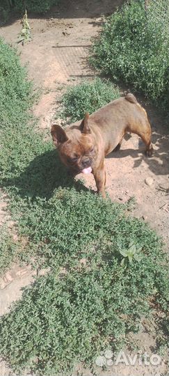 Французский мачо