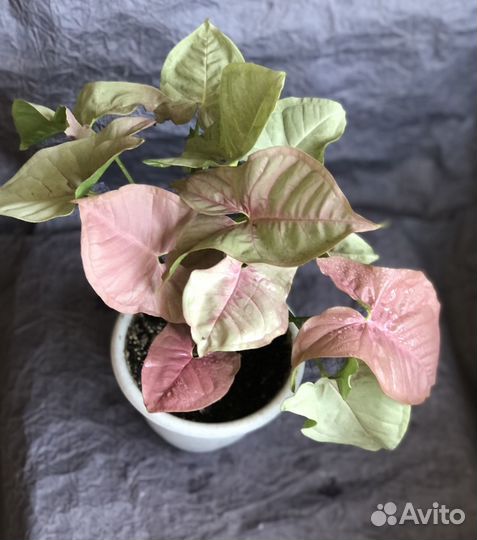 Сингониум взрослое растение