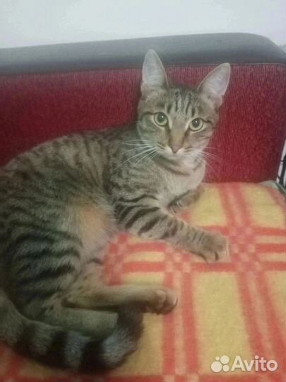 Два братика Яша и Барсик ищут дом