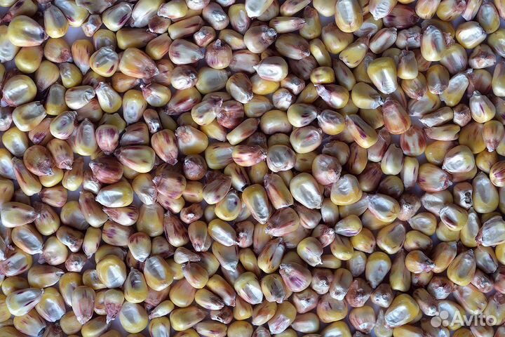 Зерно (пшеница, кукуруза, соя, горох, ячмень.)