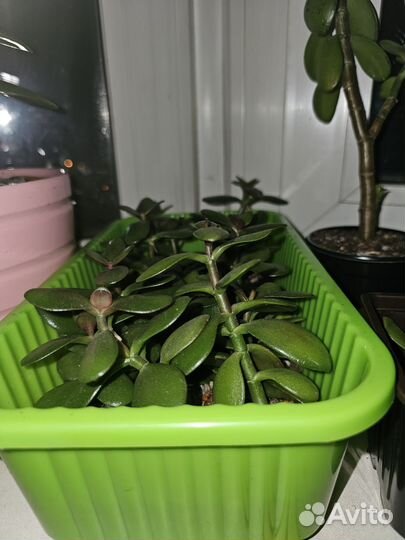 Крассула толстянка денежное дерево