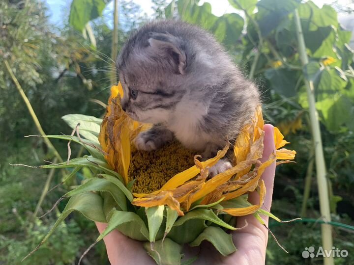 Котята помесь шотландца