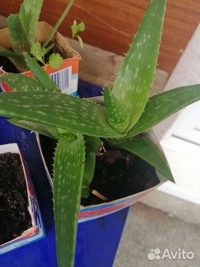 Цветы алое вера