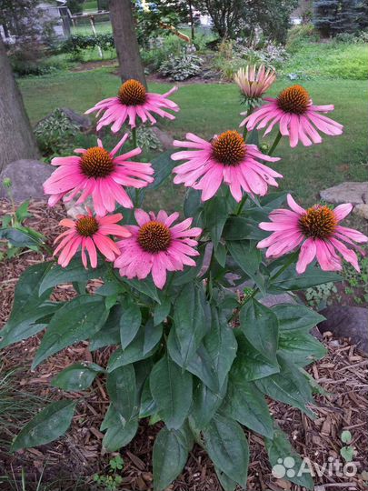 Многолетники декоративные весь сезон