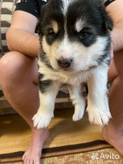 Собаки щенки бесплатно