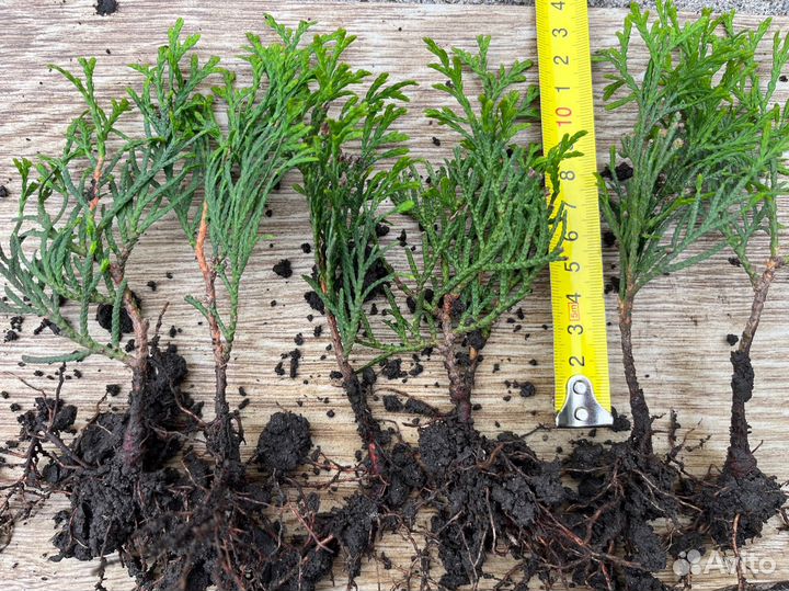 Туя Смарагд саженцы 8-12 см